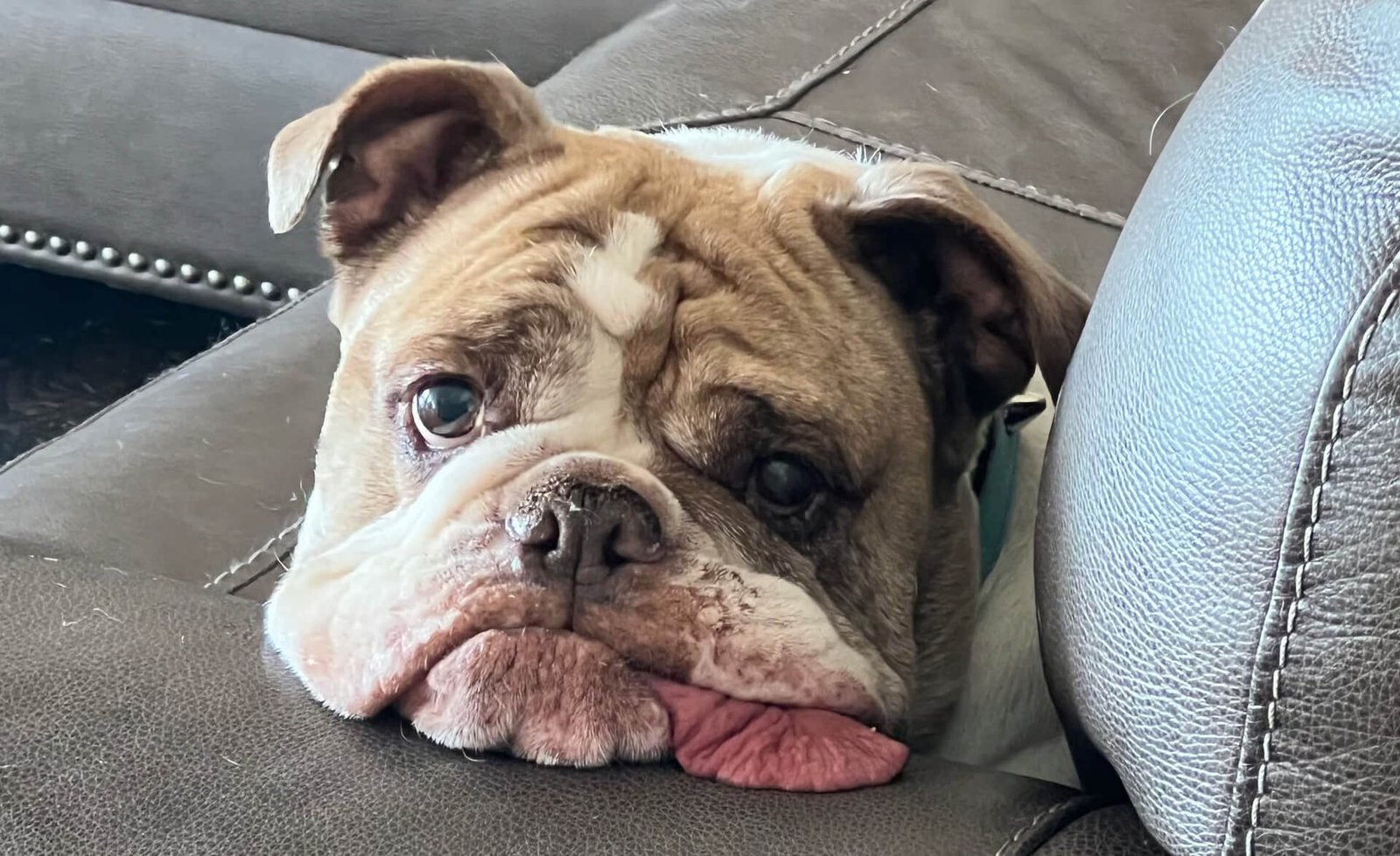 A brown and white bulldog resting its head on a couch cushion with its tongue sticking out, looking sleepy and relaxed.