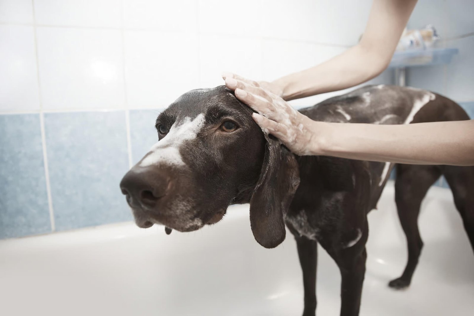 A brown dog standing in a white bathtub being gently washed with soap suds by a person’s hands in a blue-tiled bathroom.