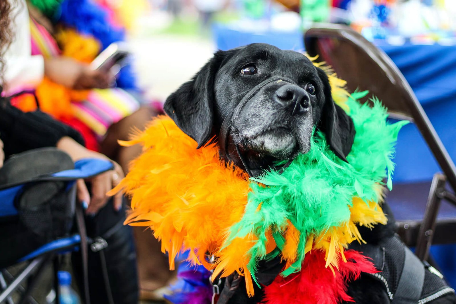 A black dog wearing a colorful rainbow feather boa sits at an outdoor event, surrounded by people and chairs, looking directly at the camera.