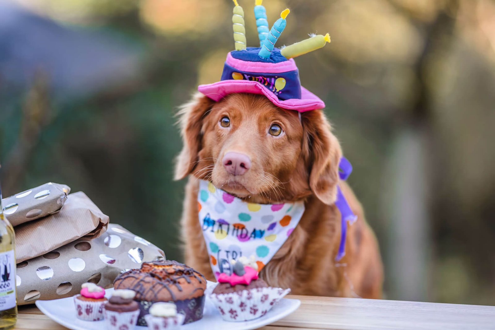 A brown dog wearing a colorful birthday hat and polka-dot bandana sits at a table with wrapped gifts and chocolate cupcakes topped with candles in front of it.