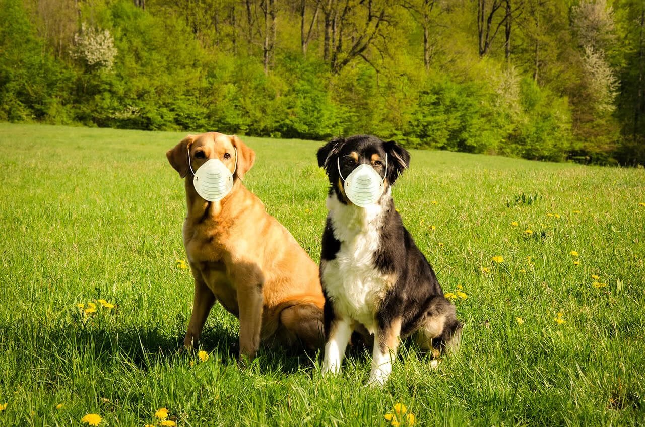 Two dogs sitting in a grassy field wearing white face masks, with trees and bright spring foliage in the background.