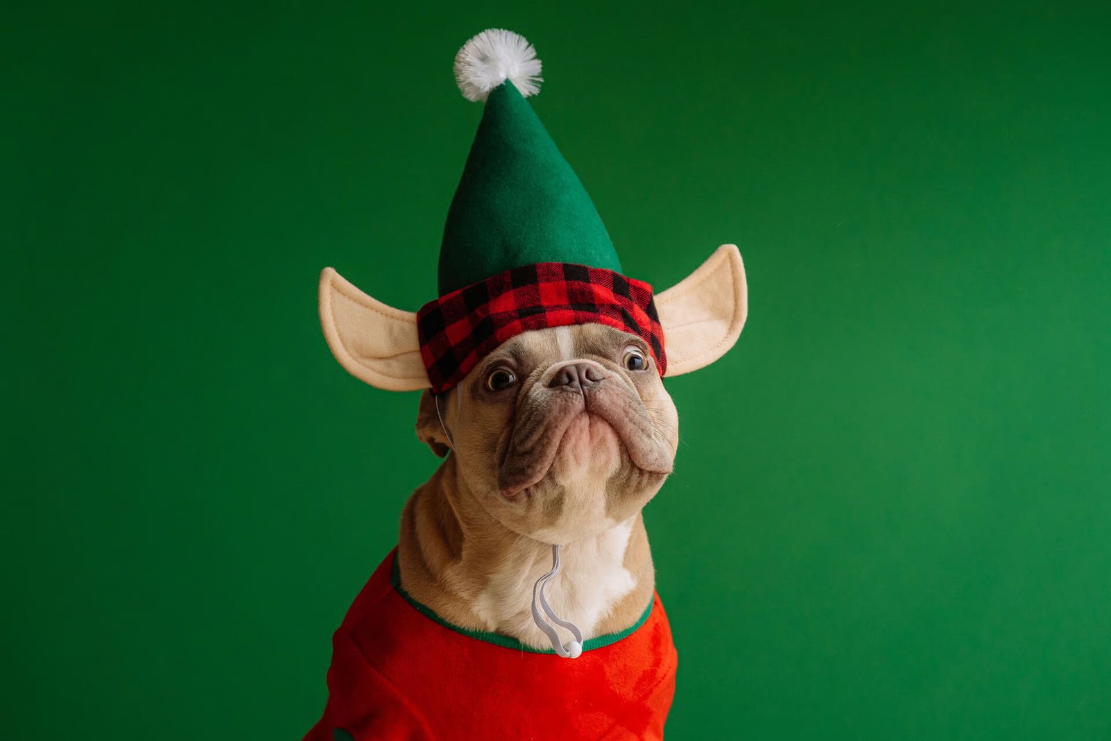 French bulldog wearing a festive elf costume with a red outfit and green hat against a solid green background.