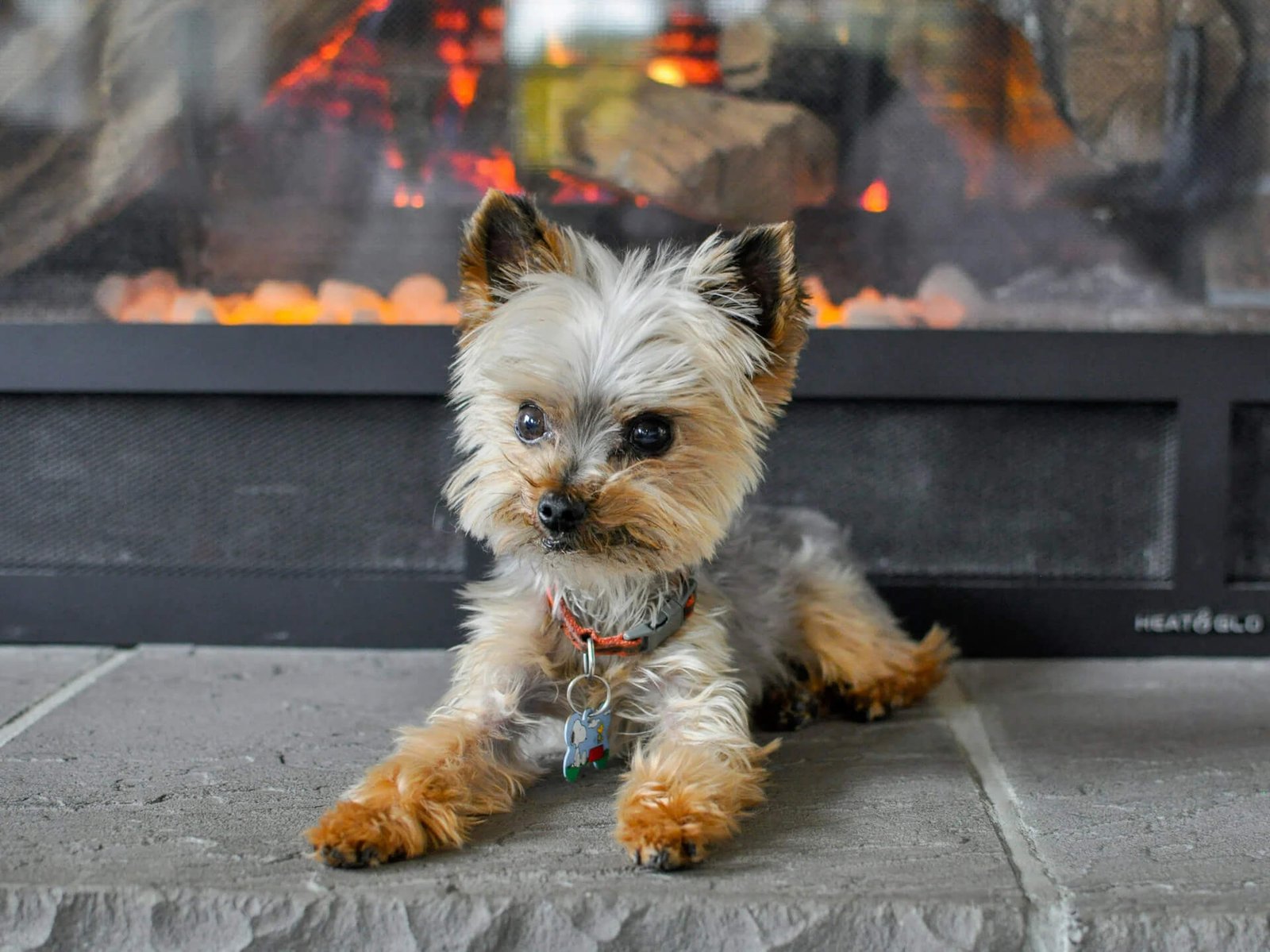 Small Yorkshire Terrier sitting on a tile floor in front of a cozy fireplace, with flames glowing warmly in the background.