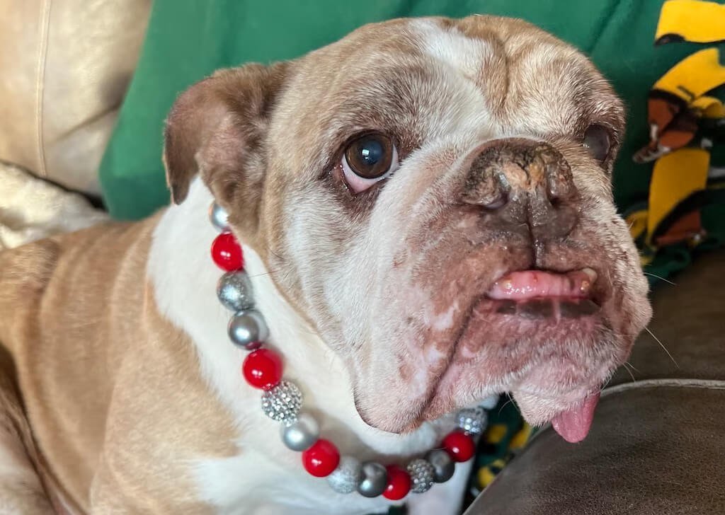 Close-up of an older bulldog wearing a red and silver beaded necklace, sitting on a couch with its tongue slightly out.
