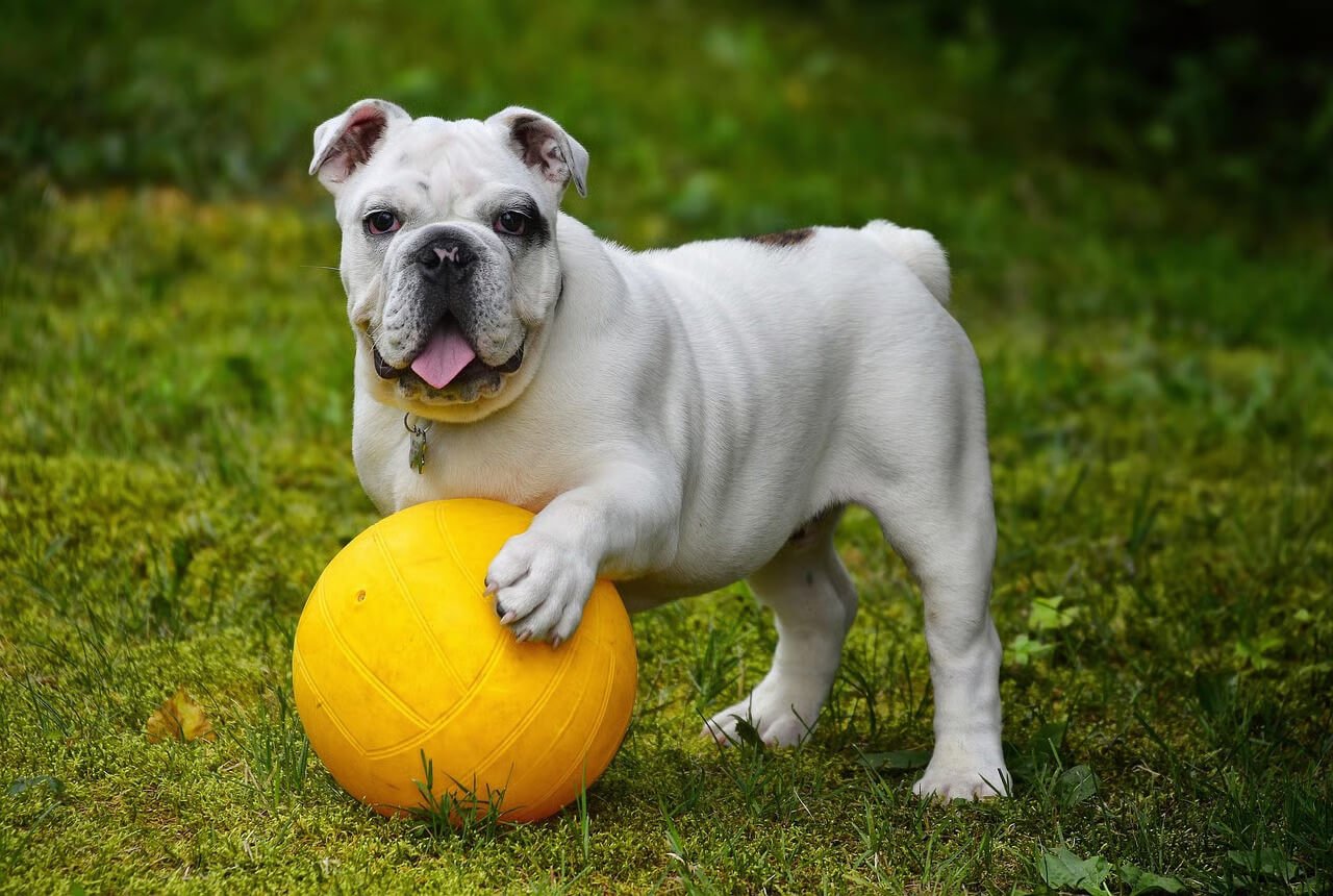 Playful white bulldog standing on grass with one paw on a bright yellow ball, looking at the camera.