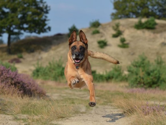 Happy brown dog running freely down a sandy trail surrounded by grass and wildflowers on a sunny day.