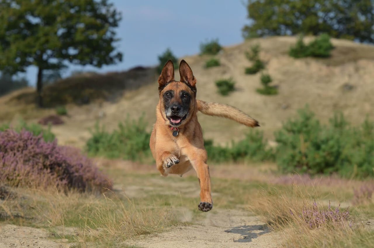Happy brown dog running freely down a sandy trail surrounded by grass and wildflowers on a sunny day.