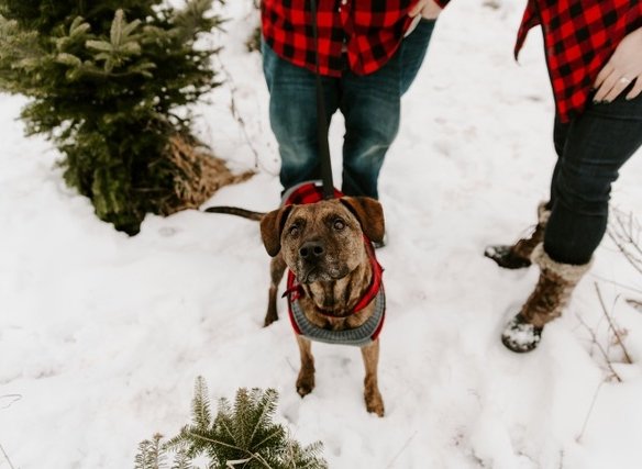 Brown dog in snow at Madison WI Christmas tree farm.