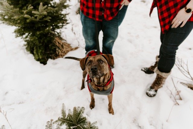Brown dog in snow at Madison WI Christmas tree farm.