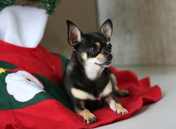 Small black and tan dog laying under Christmas tree.