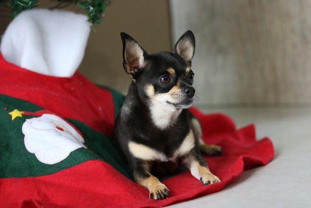 Small black and tan dog laying under Christmas tree.