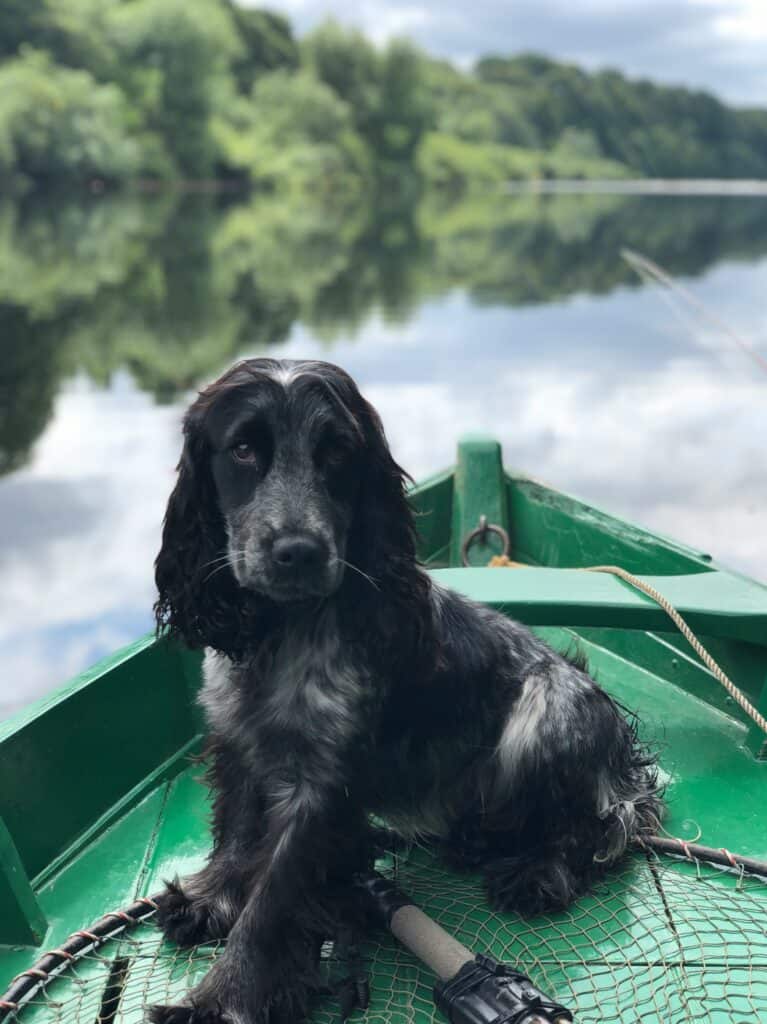 Adorable black puppy sitting on a green boat by a lake with trees in the background.